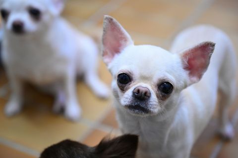 Mutmaßlich ein Chihuahua soll einen Jungen in Weinheim gebissen haben. (Symbolbild) Foto: Bernd Weißbrod/dpa