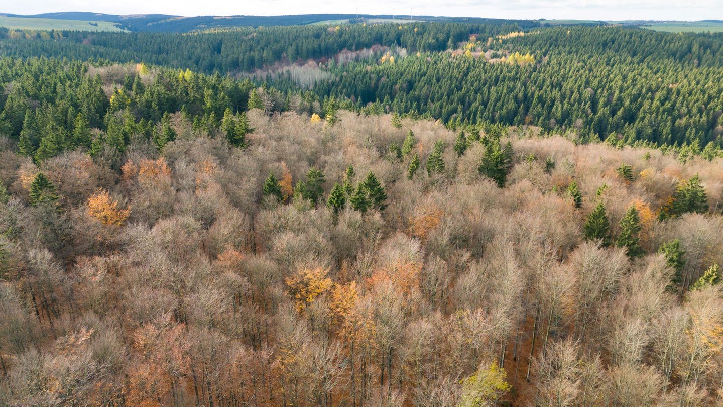 Der deutsche Wald ist zu einer Treibhausgas-Quelle geworden. Das will Bundesumweltminister Carsten Schneider ändern. Foto: Sebas