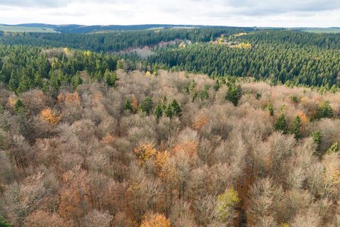 Der deutsche Wald ist zu einer Treibhausgas-Quelle geworden. Das will Bundesumweltminister Carsten Schneider ändern. Foto: Sebas