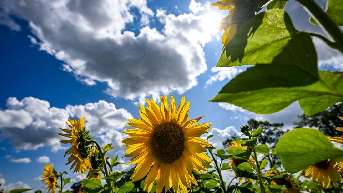 31 Grad in Artern, nur Tage später kaum mehr als zehn – und dazu noch mehr Regen und Sonne als sonst. Der September brachte in T
