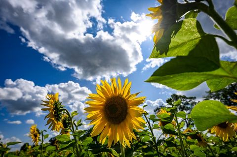 31 Grad in Artern, nur Tage später kaum mehr als zehn – und dazu noch mehr Regen und Sonne als sonst. Der September brachte in T