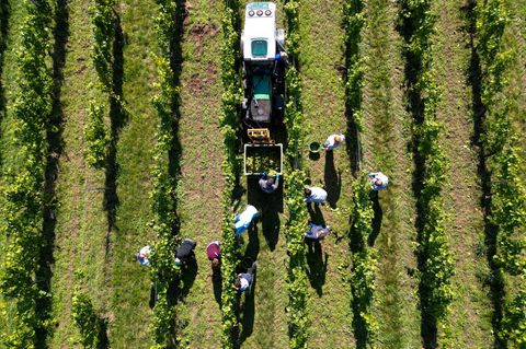 Teile der Reben vom Landesweingut werden händisch gelesen. Foto: Hendrik Schmidt/dpa
