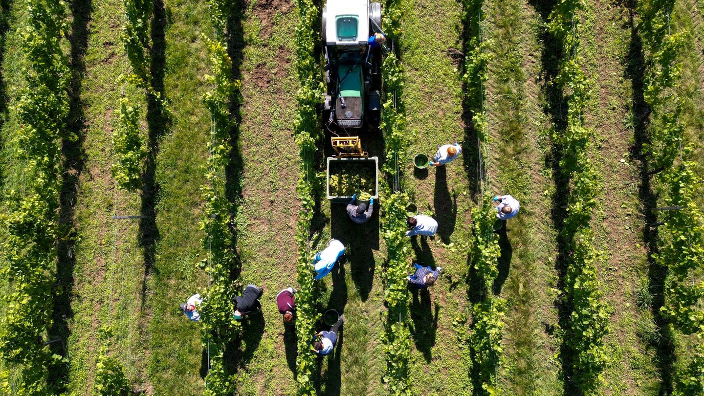 Teile der Reben vom Landesweingut werden händisch gelesen. Foto: Hendrik Schmidt/dpa