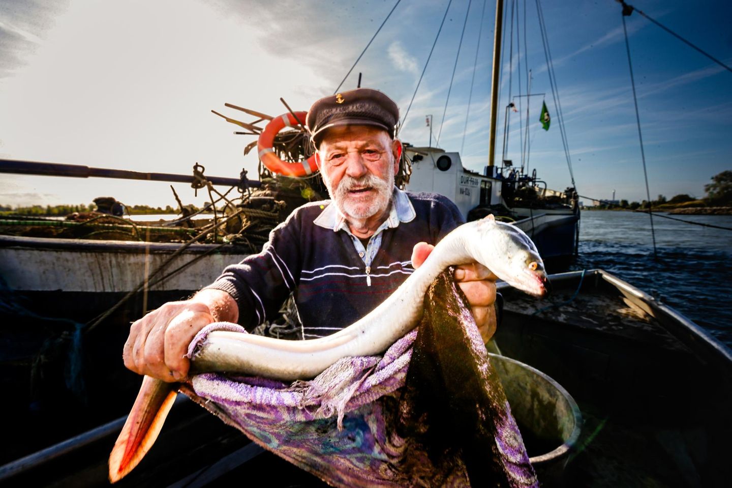 Erwachsene Aale leben in Flüssen, in Deutschland etwa im Rhein und in der Elbe. Zum Laichen ziehen die Fische ins Meer: der Europäische Aal etwa in die Sargassosee südlich der Bermudainseln im Atlantik. Dort entwickeln sich zunächst Larven, die mit dem Plankton umhertreiben. Als sogenannte Glasaale wandern diese dann noch durchsichtigen Fische in Flussmündungen, wo sie sich zu den erwachsenen Tieren entwickeln. Durch Überfischung sind alle Arten von Aalen in ihrem Bestand gefährdet, auch die europäische Spezies
