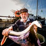 Erwachsene Aale leben in Flüssen, in Deutschland etwa im Rhein und in der Elbe. Zum Laichen ziehen die Fische ins Meer: der Europäische Aal etwa in die Sargassosee südlich der Bermudainseln im Atlantik. Dort entwickeln sich zunächst Larven, die mit dem Plankton umhertreiben. Als sogenannte Glasaale wandern diese dann noch durchsichtigen Fische in Flussmündungen, wo sie sich zu den erwachsenen Tieren entwickeln. Durch Überfischung sind alle Arten von Aalen in ihrem Bestand gefährdet, auch die europäische Spezies