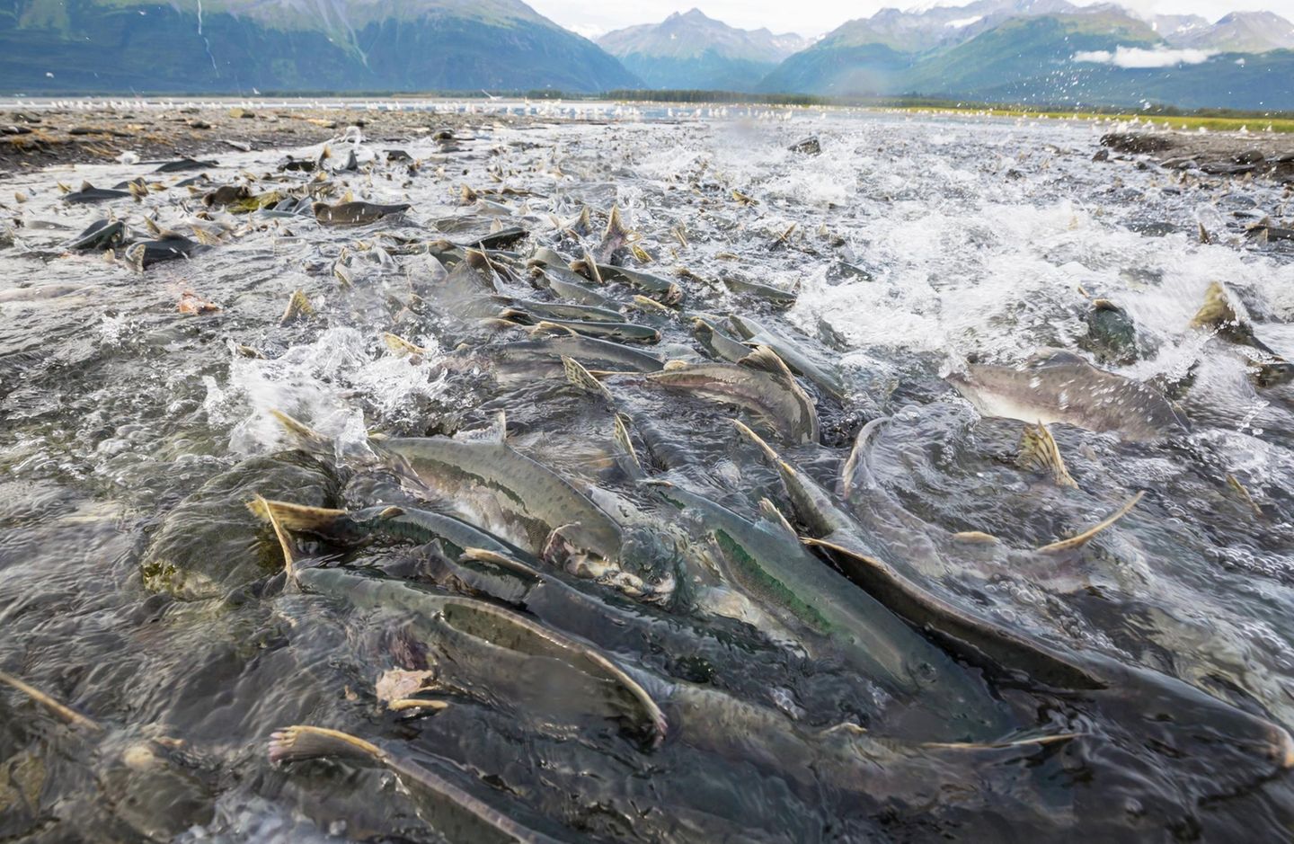 Tierwanderung Lachs