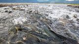 Tierwanderung Lachs