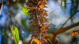 Tierwanderung Monarch