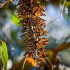 Tierwanderung Monarch
