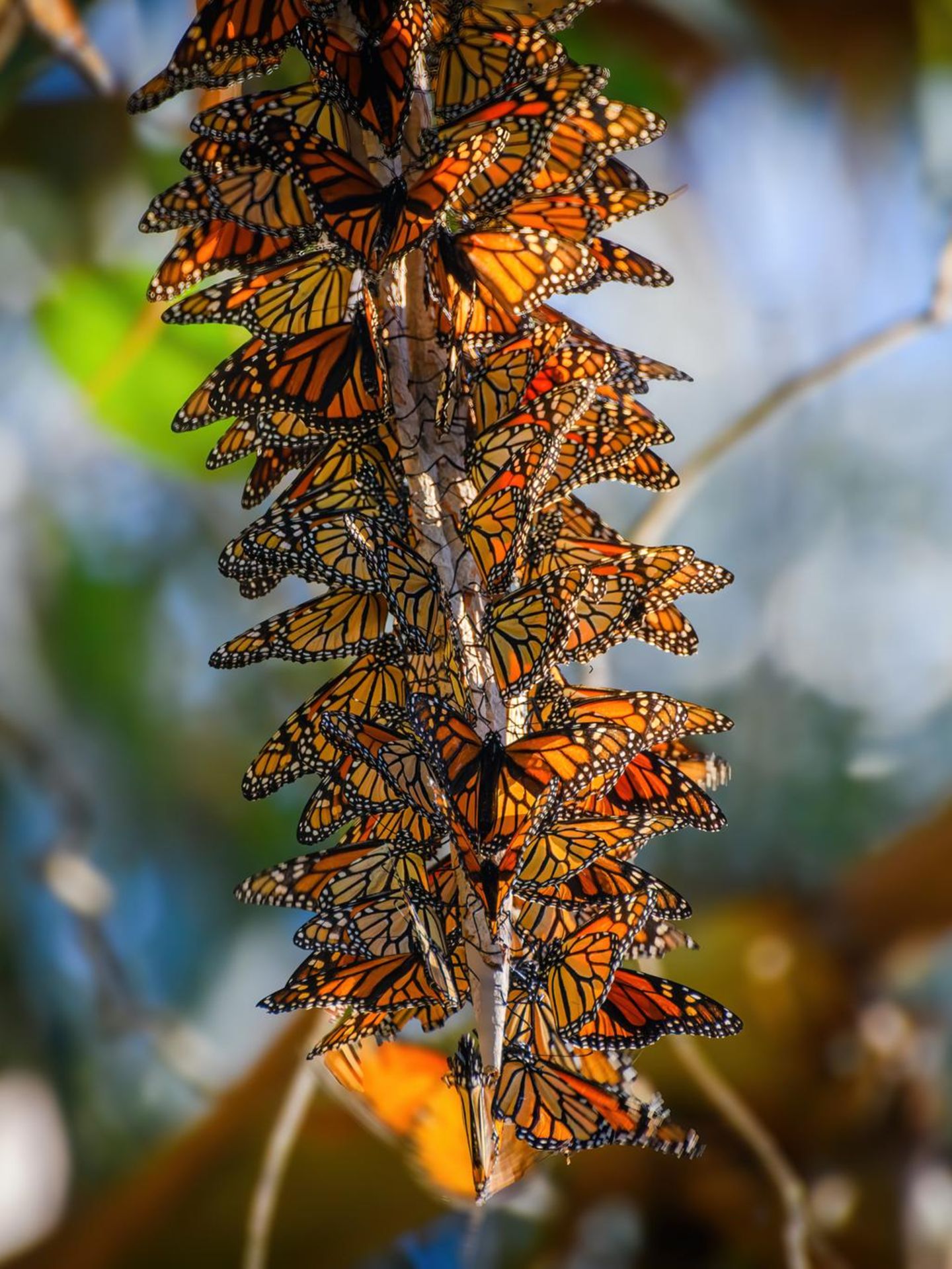 Tierwanderung Monarch