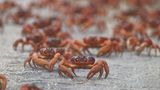 Tierwanderung Rote Krabbe Weihnachtsinsel