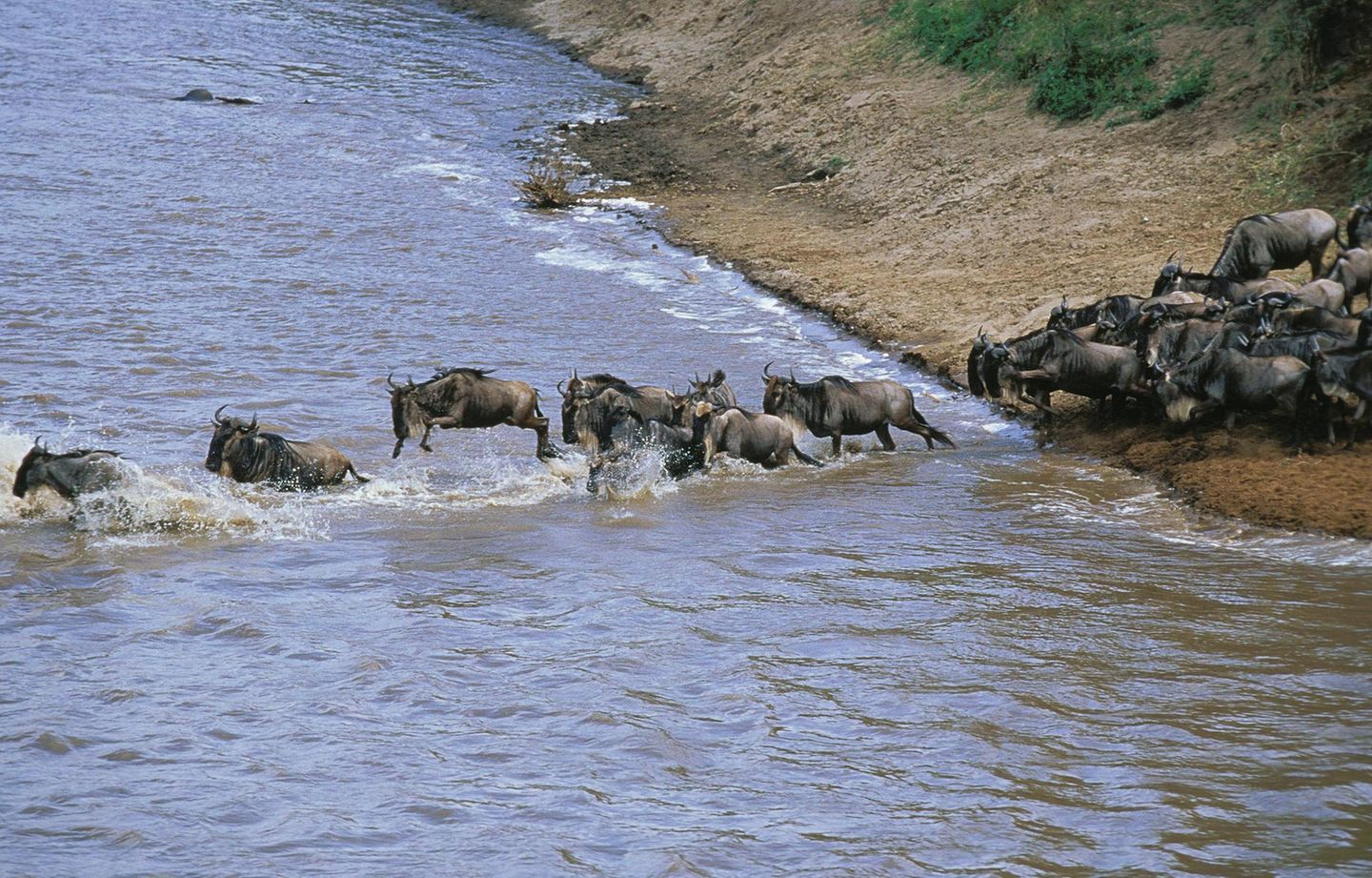 Tierwanderung Gnu