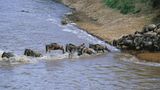 Tierwanderung Gnu