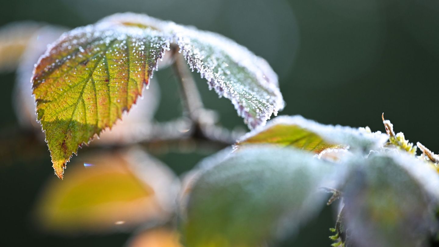 In Bodennähe ist laut DWD in dieser Woche gebietsweise Bodenfrost möglich. (Symbolfoto) Foto: Felix Kästle/dpa