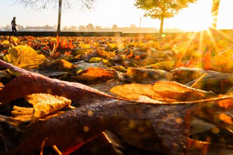 Zum Oktoberbeginn zeigt sich der Herbst von seiner besten Seite. (Symbolbild) Foto: Julian Stratenschulte/dpa