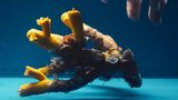 Eine Gelbe Baumkoralle im Aquarium