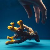 Eine Gelbe Baumkoralle im Aquarium