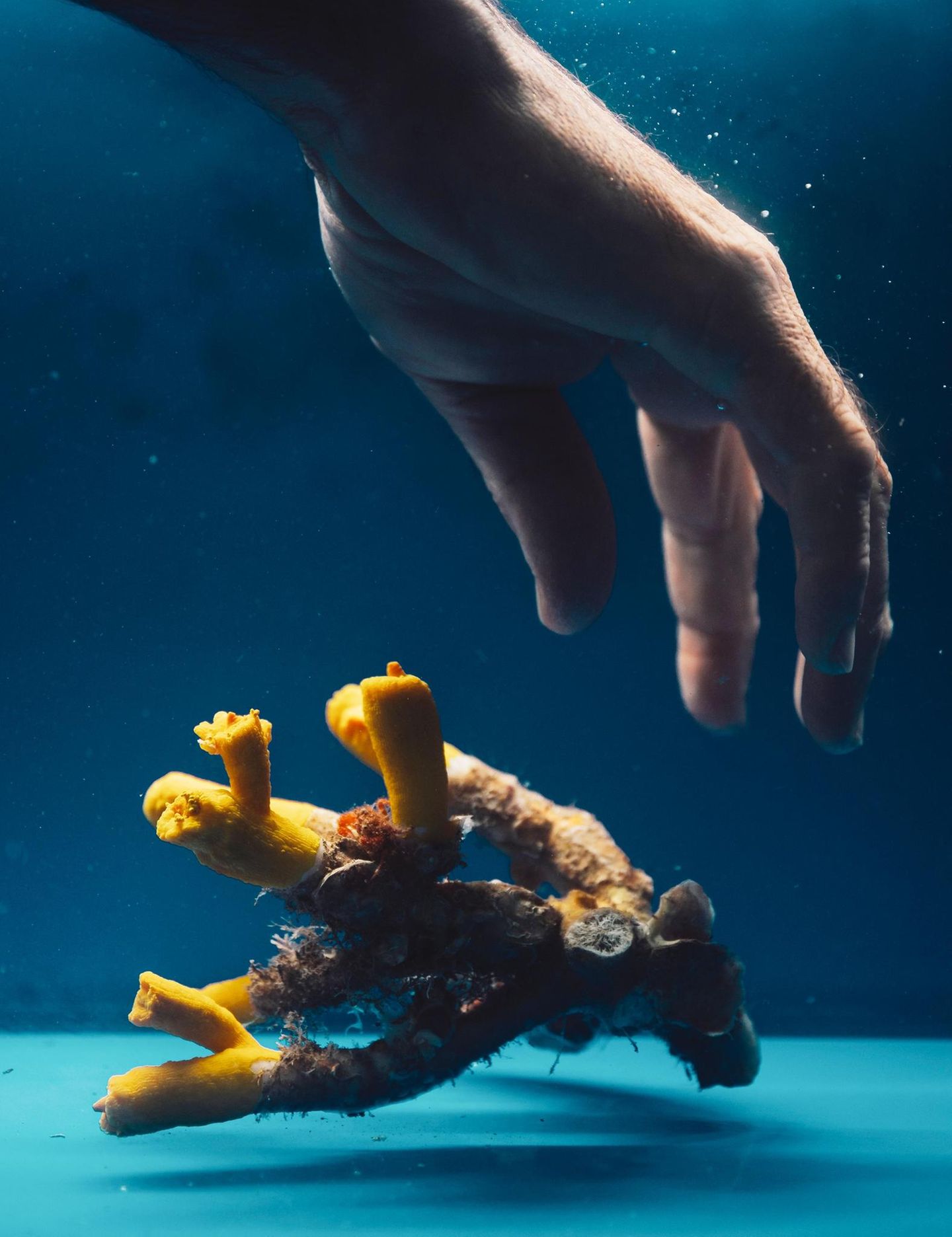 Eine Gelbe Baumkoralle im Aquarium