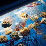 Fächerförmige Gorgonien