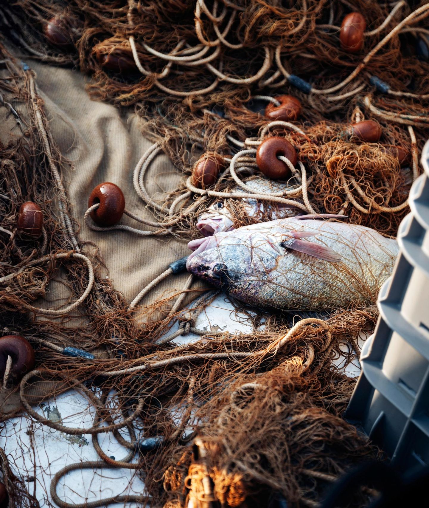 In den Netzen der Fischer an der Costa Brava verfangen sich neben Fischen oft empfindliche Bodentiere wie Schwämme, Weichkorallen oder Gorgonien