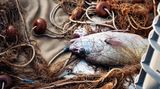 In den Netzen der Fischer an der Costa Brava verfangen sich neben Fischen oft empfindliche Bodentiere wie Schwämme, Weichkorallen oder Gorgonien