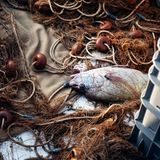 In den Netzen der Fischer an der Costa Brava verfangen sich neben Fischen oft empfindliche Bodentiere wie Schwämme, Weichkorallen oder Gorgonien