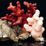 Weichkorallen lehnen sich an einen Stein an