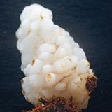 Eine Seescheide im Aquarium