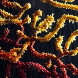 Farbwechselnde Gorgonie