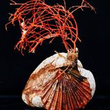 Gorgonie auf einem Stein