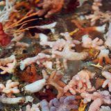 Gorgonien, Weichkorallen und Schwämme