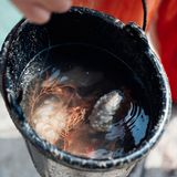 Gorgonie und andere Tiere in einem Eimer