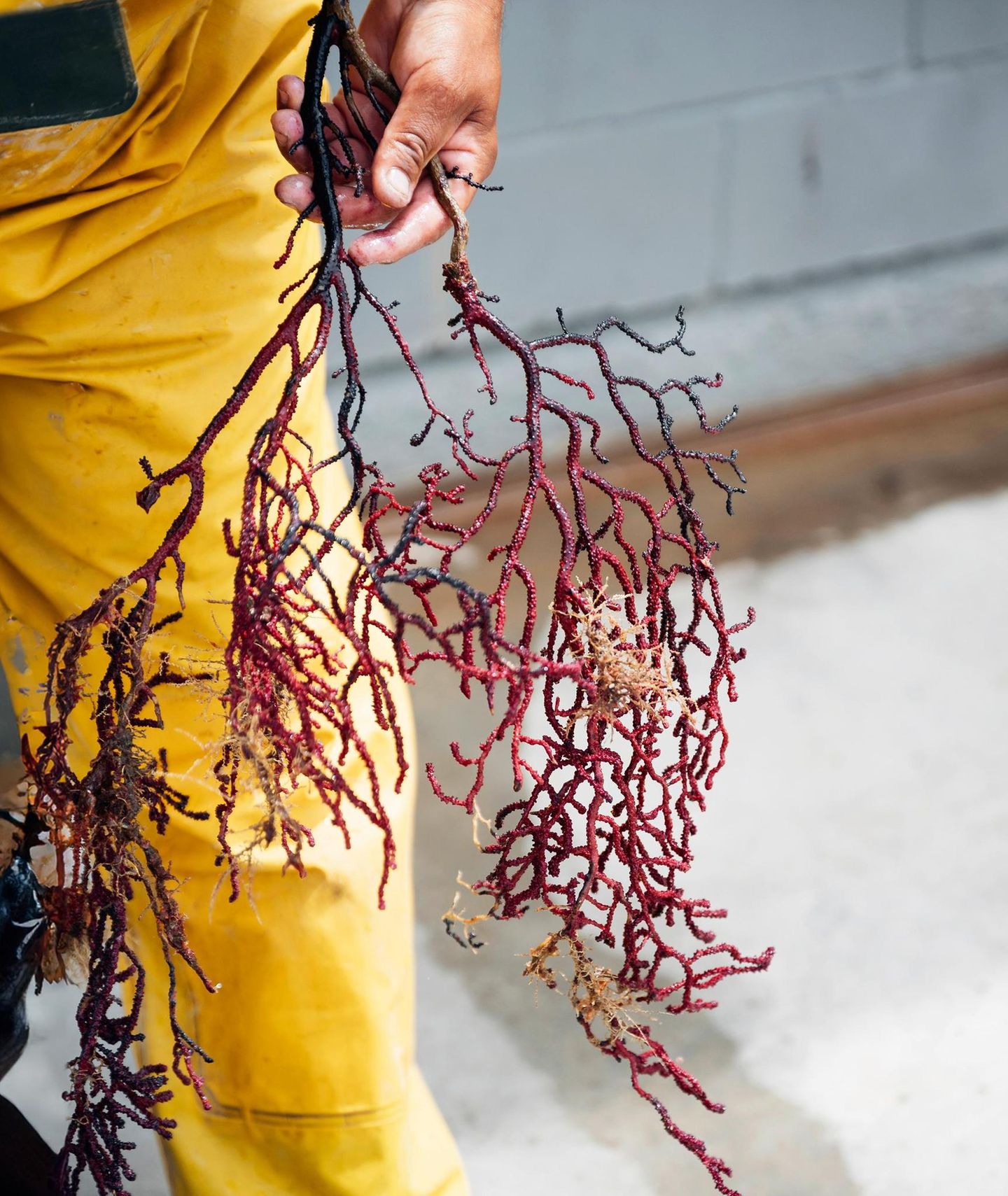 Gorgonie in der Hand eines Fischers