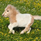Pferde: Falabella-Fohlen auf der Weide