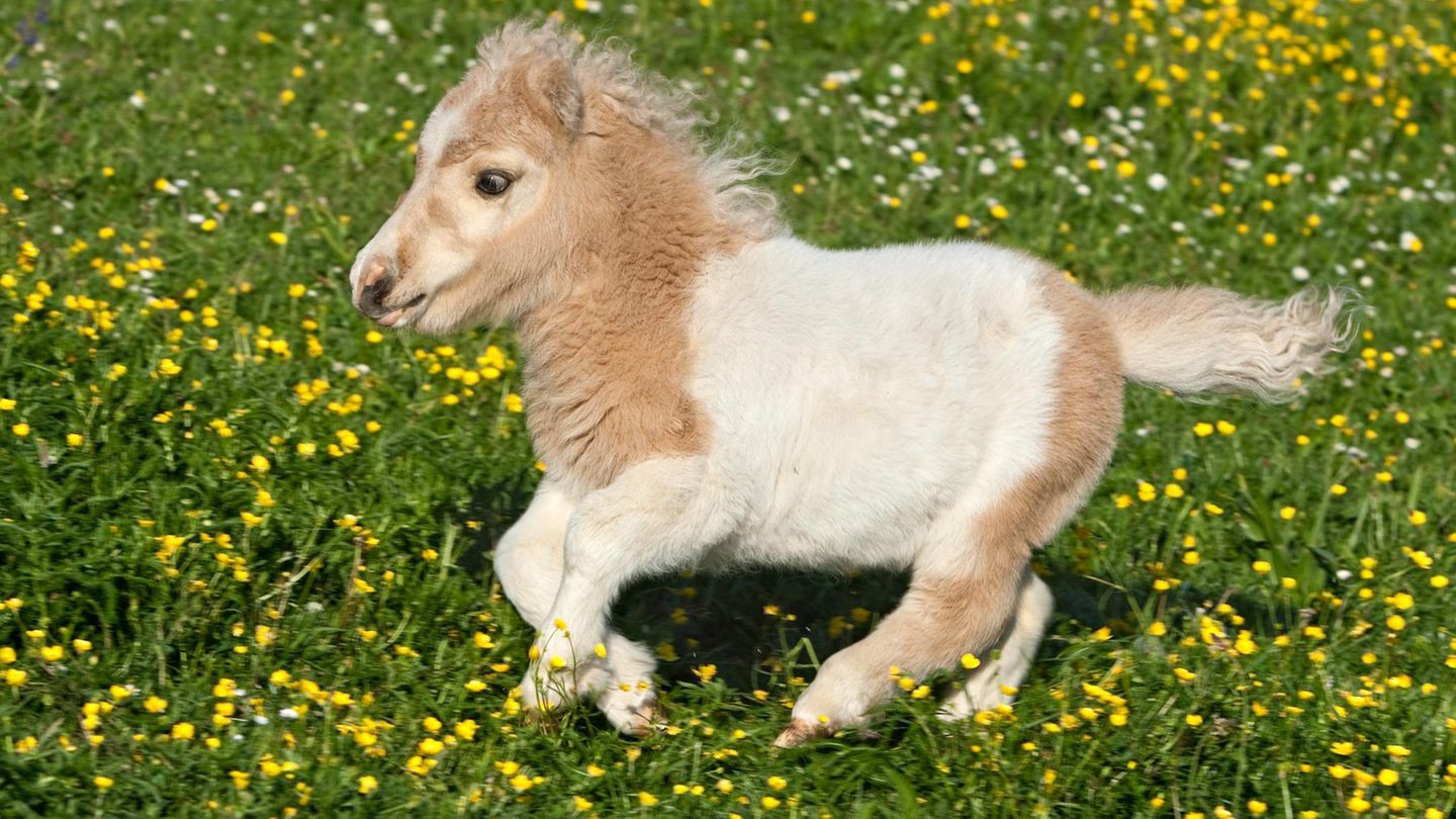 Horse world: The biggest, smallest, most expensive – seven curious facts