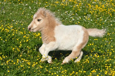 Pferde: Falabella-Fohlen auf der Weide