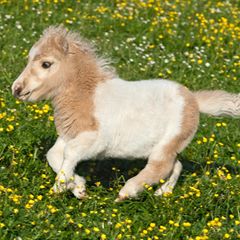 Pferde: Falabella-Fohlen auf der Weide