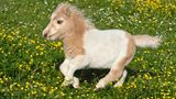Pferde: Falabella-Fohlen auf der Weide