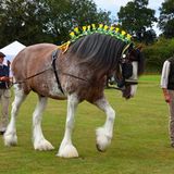 Pferde: Shire Horse in Großbritannien