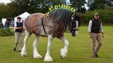 Pferde: Shire Horse in Großbritannien