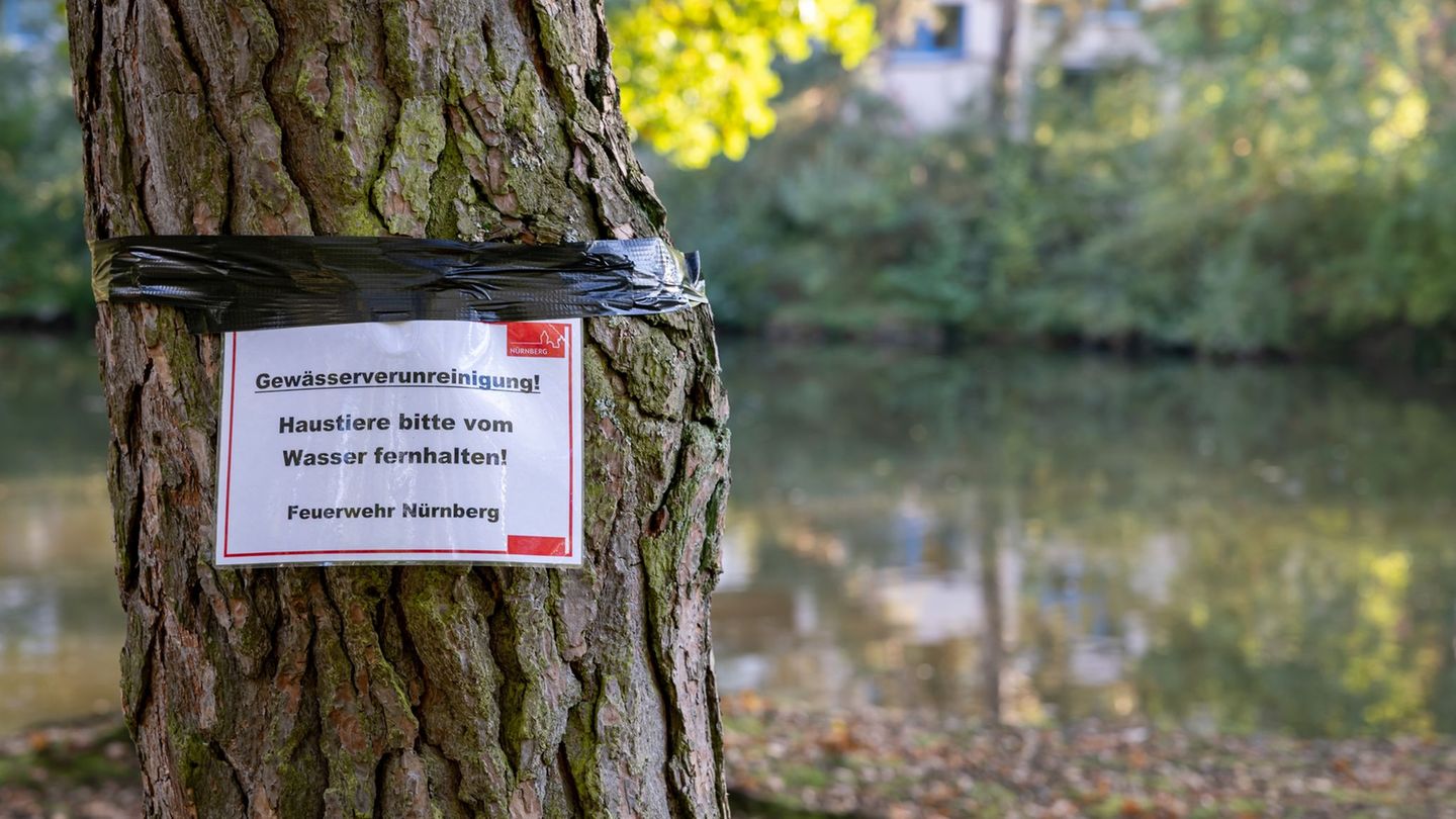 Am Langwassersee in Nürnberg gab es ein rätselhaftes Fischsterben. Foto: Daniel Karmann/dpa