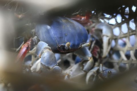 Blaue Krabbe