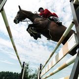 Pferde: Springpferd überm Sprung