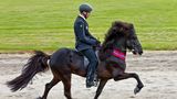 Pferde: Ein Reiter auf einem schwarzen Isländer in der Gangart Tölt