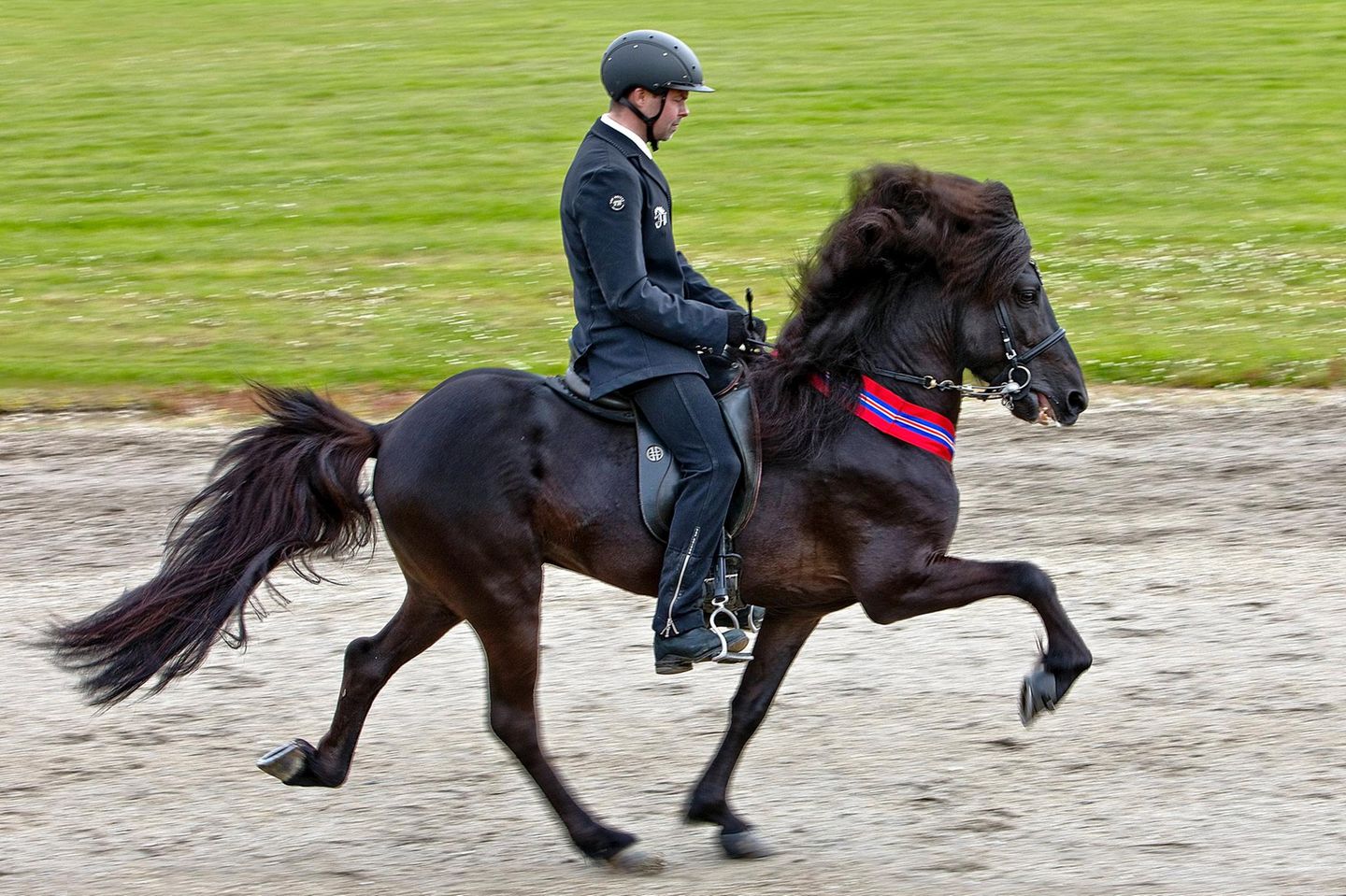Pferde: Ein Reiter auf einem schwarzen Isländer in der Gangart Tölt