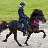 Pferde: Ein Reiter auf einem schwarzen Isländer in der Gangart Tölt