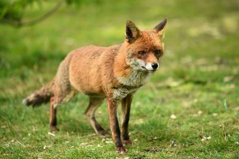 Fuchs in Park