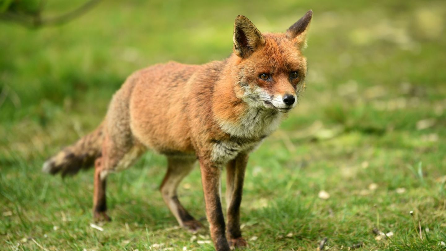 Fuchs in Park