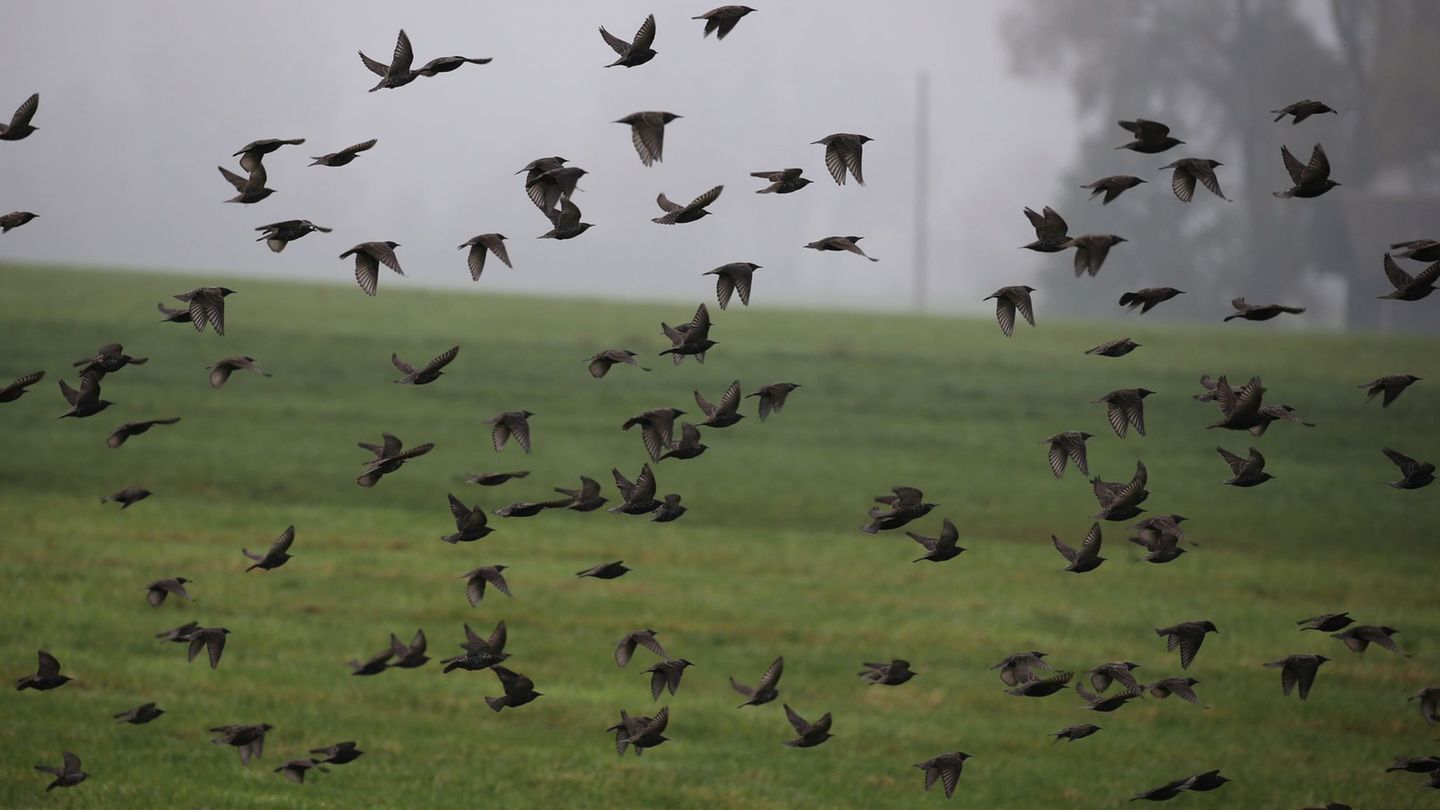 Am Himmel ist im Herbst viel los. (Archivbild) Foto: Karl-Josef Hildenbrand/dpa