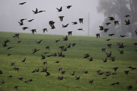 Am Himmel ist im Herbst viel los. (Archivbild) Foto: Karl-Josef Hildenbrand/dpa